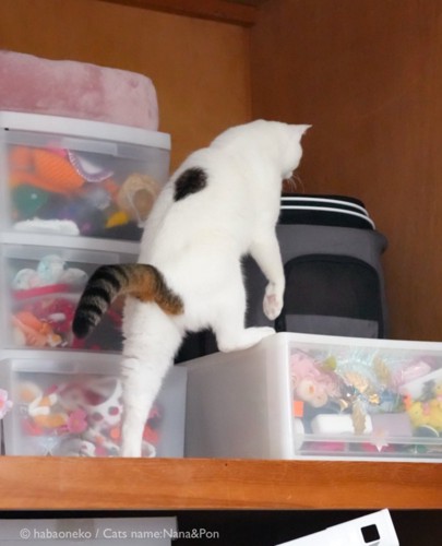 押し入れに入ろうとする猫3