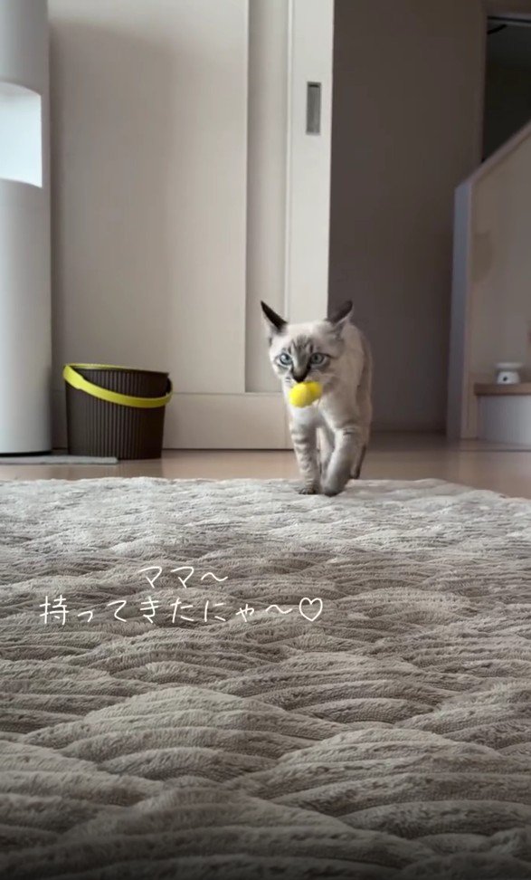 おもちゃをくわえる猫