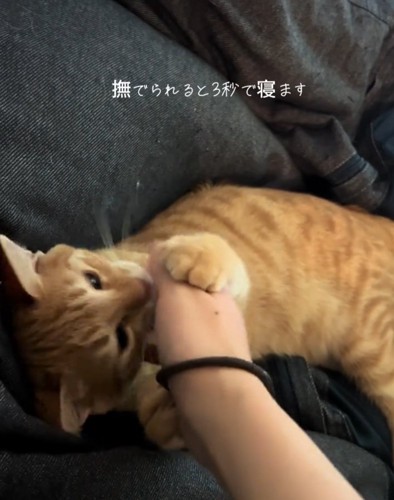 撫でられるテトラくん