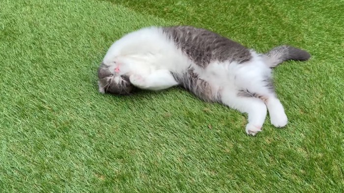 寝転がるもすけくん