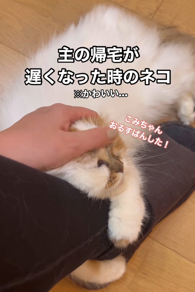 頭をなでられる猫