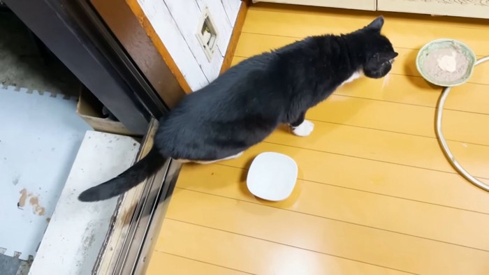 ごはんにつられて家に入る野良猫