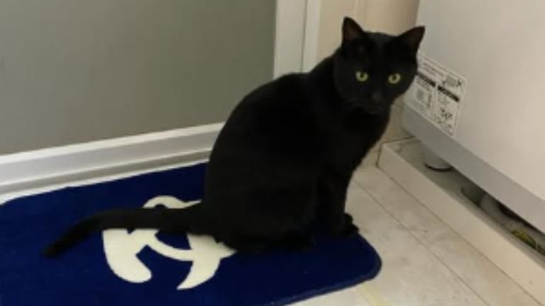 室内にいる猫