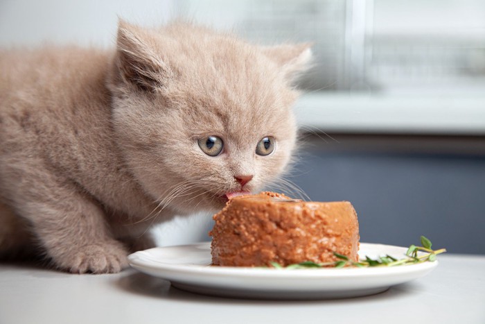 猫缶フードを食べる子猫