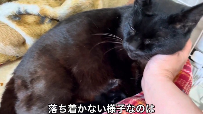 仔猫に授乳する母猫