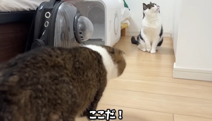 ここだ!