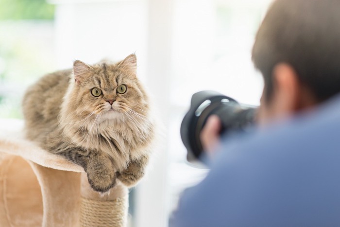 くつろぐ猫の写真をとる飼い主