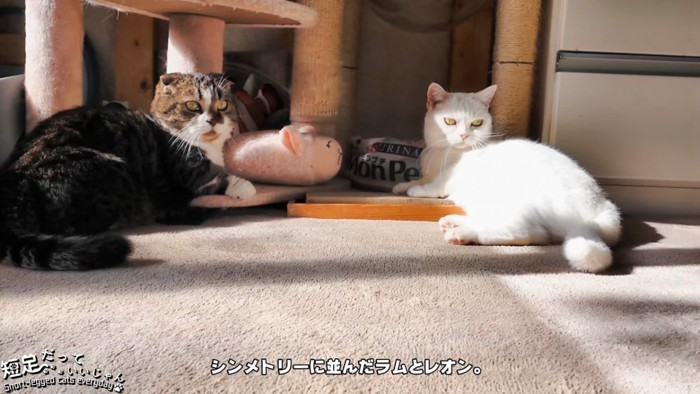 同じ姿勢の2匹の猫