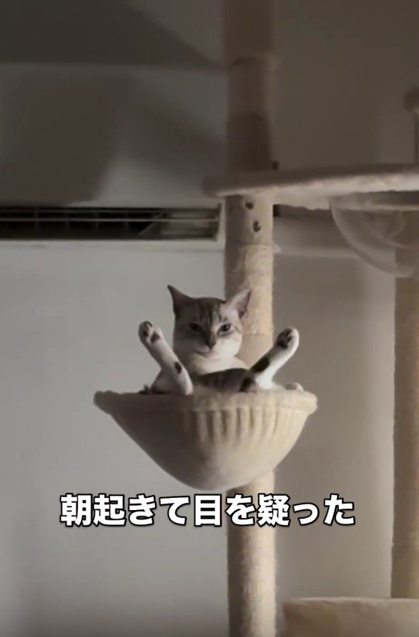 ハンモックの猫