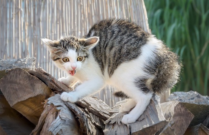 怖がる猫