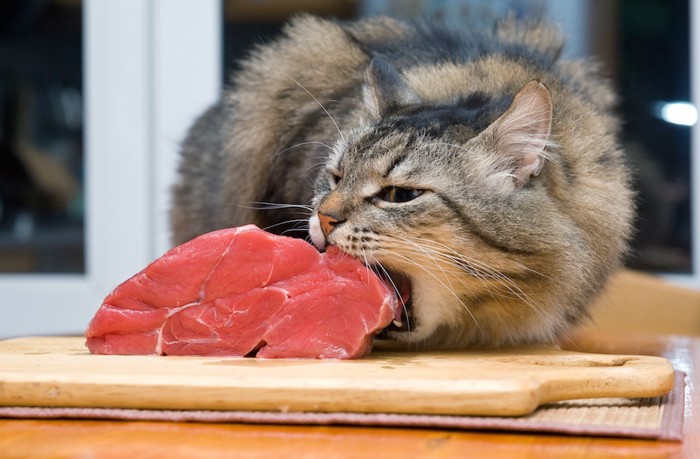 大きな生肉の塊にかぶりつく猫