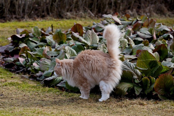 畑の野菜におしっこをかける猫