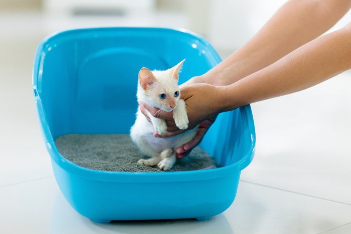 トイレの中で抱きかかえられている白い子猫