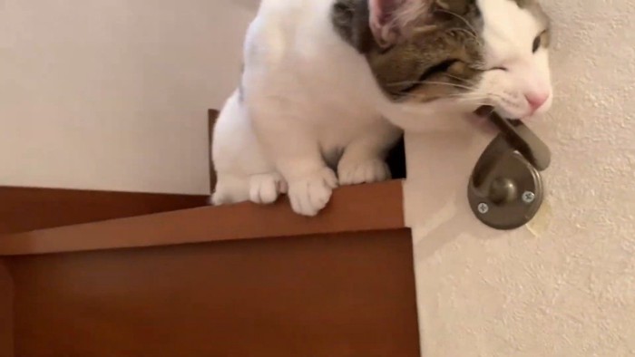 噛みつき