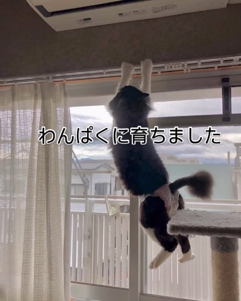 カーテンレールにぶら下がる猫