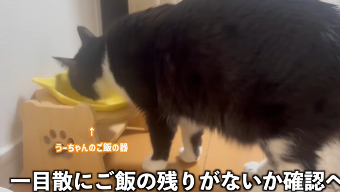 黄色い器を舐める猫