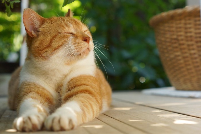 ベランダで気持ちよさそうに日向ぼっこしている猫