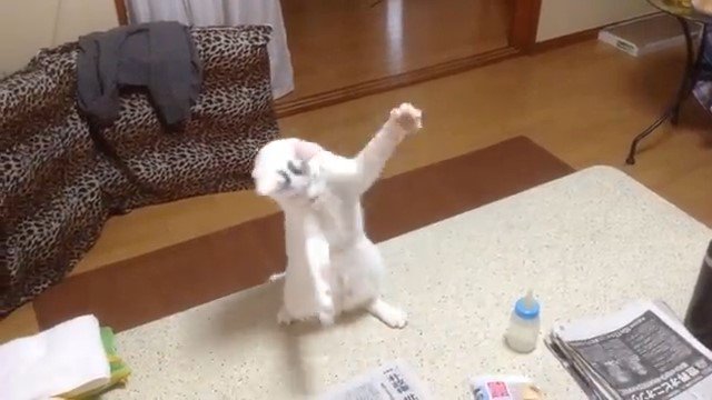 両手を広げる猫