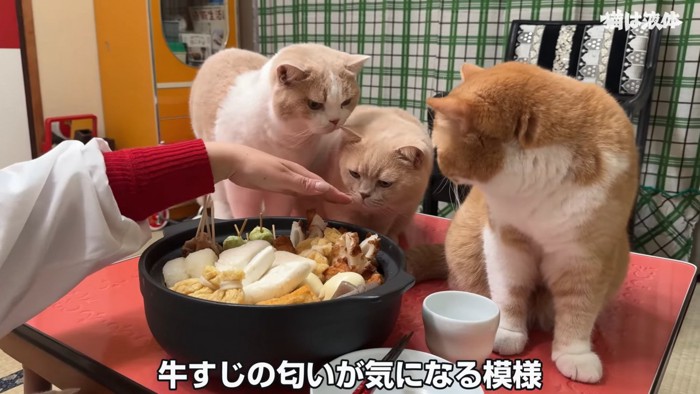 テーブルの上に乗る猫