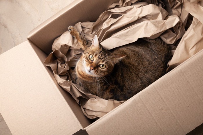 引っ越しのダンボールに入る猫