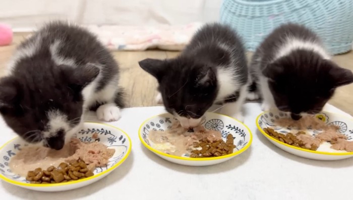 ご飯を食べる3兄妹