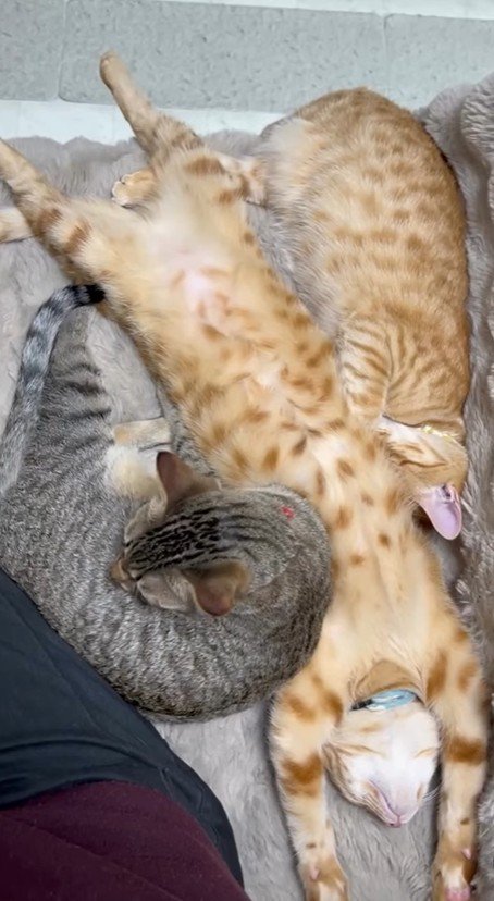 仰向けで伸び切っている猫