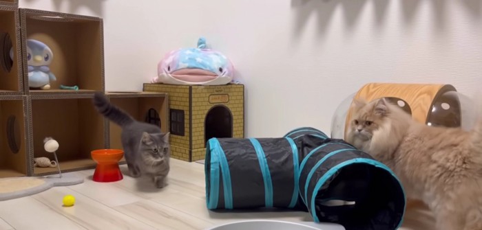 トンネルなどがある部屋を散策する2匹