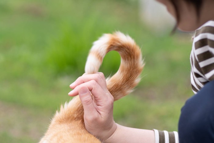 猫のお尻に触れる手