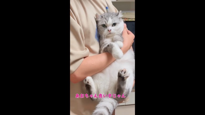 褒められる猫