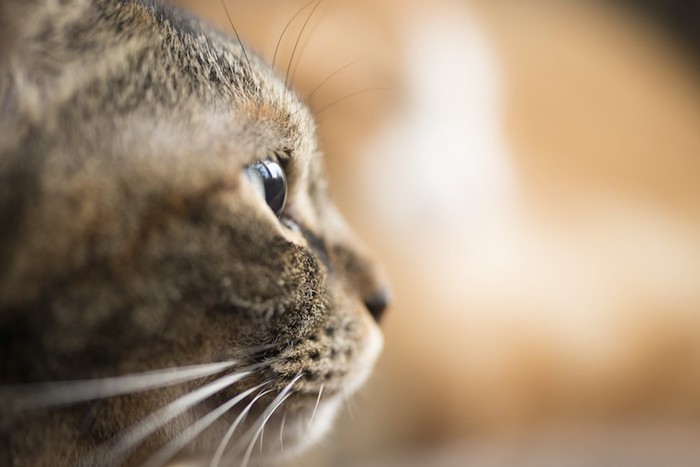 何かを見つめる猫の横顔アップ