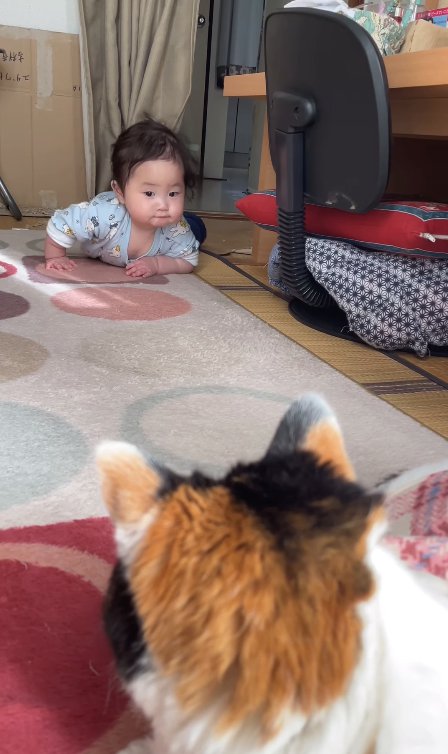 ハイハイする赤ちゃんを見つめる猫の後頭部