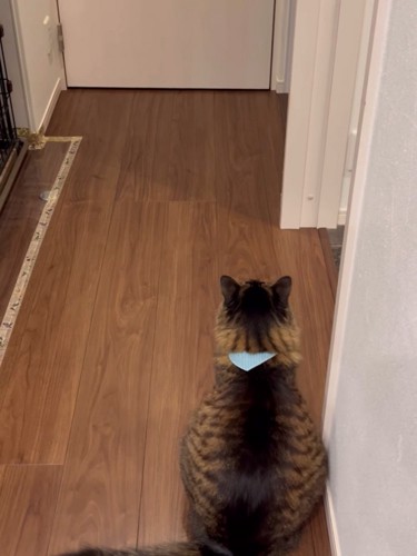 お座りする猫の背中