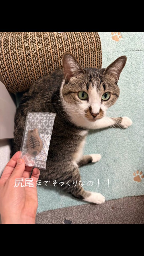クッキーと猫
