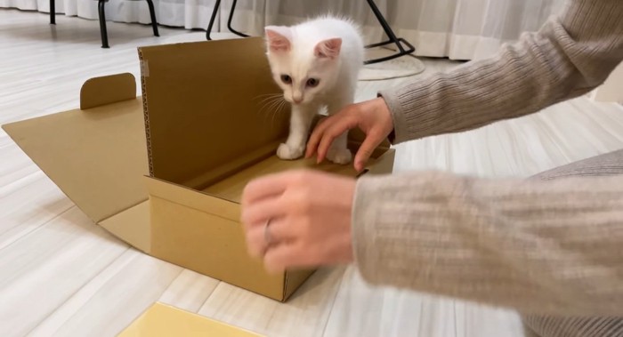 箱に入る猫