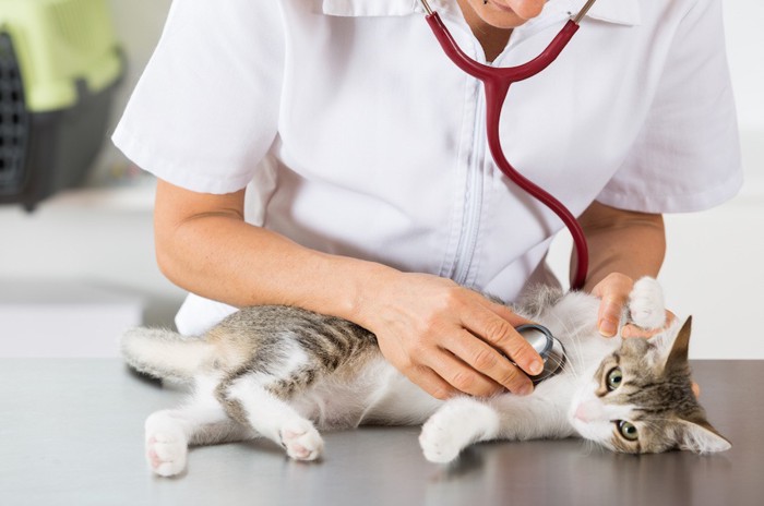 寝転がって診察される猫