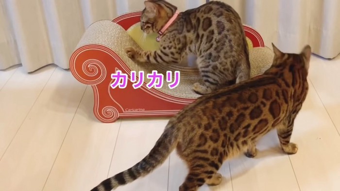 爪とぎをするピンク色の首輪の猫