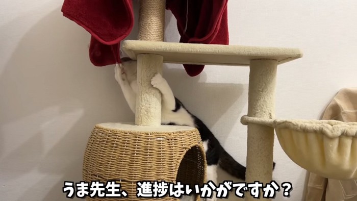 毛布を前足で引っ張る猫