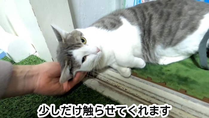 顔をなでられる猫