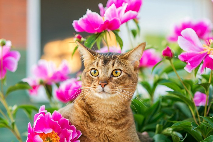 花の香りを嗅ぐ猫