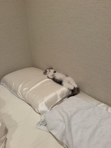 仰向けで寝る猫