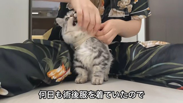 女性の手を噛む猫