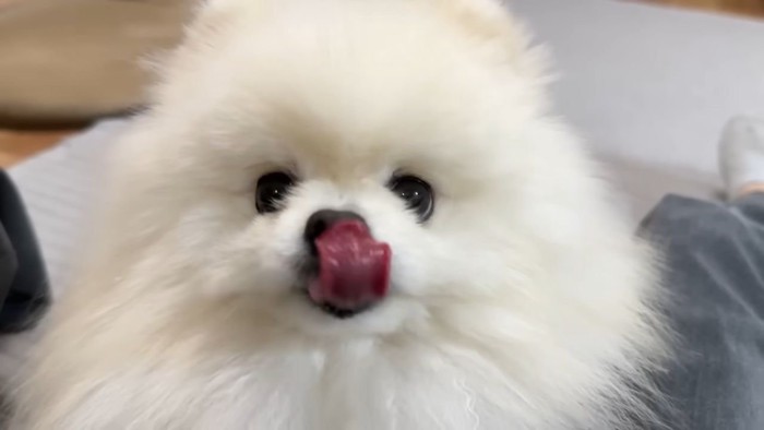 おやつを食べる犬