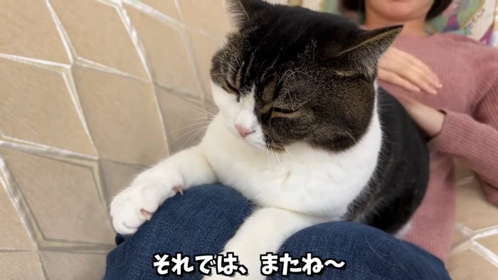 目を閉じる猫の顔