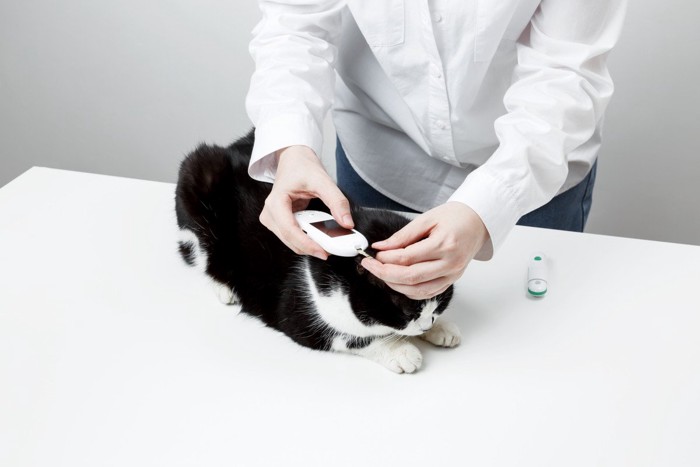 インスリンを測る猫