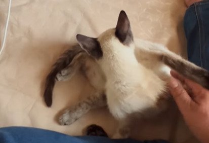 毛づくろいをする猫