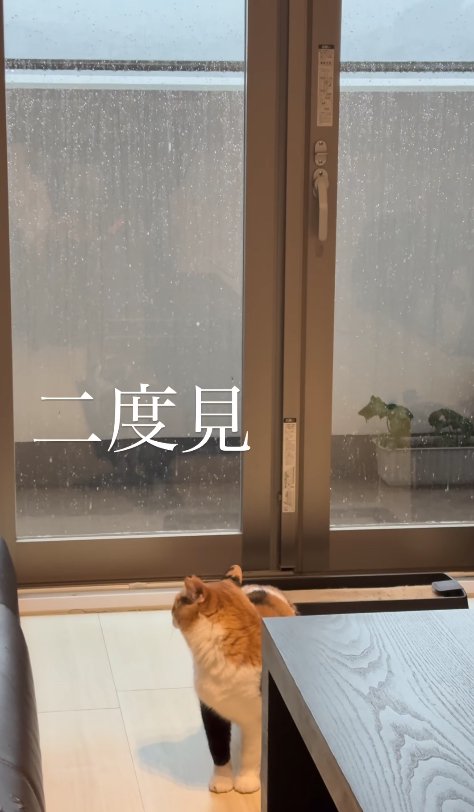 窓の外を見ながらややイカ耳になっている猫