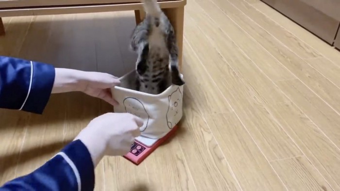 小物入れに入るウリちゃんのお尻