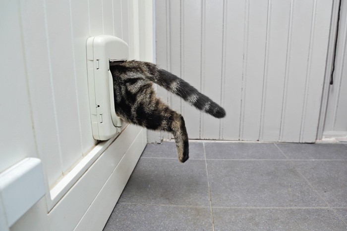 猫ドアをすり抜けていく猫の後ろ姿
