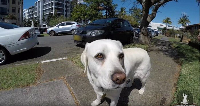 路上の犬