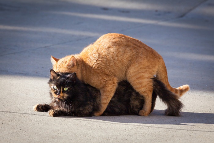 交尾中の野良猫